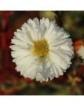 Aster novi-belgii Arctic White